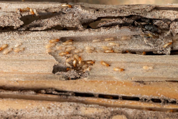 Best Pest Control Near Me  in Naugatuck, CT